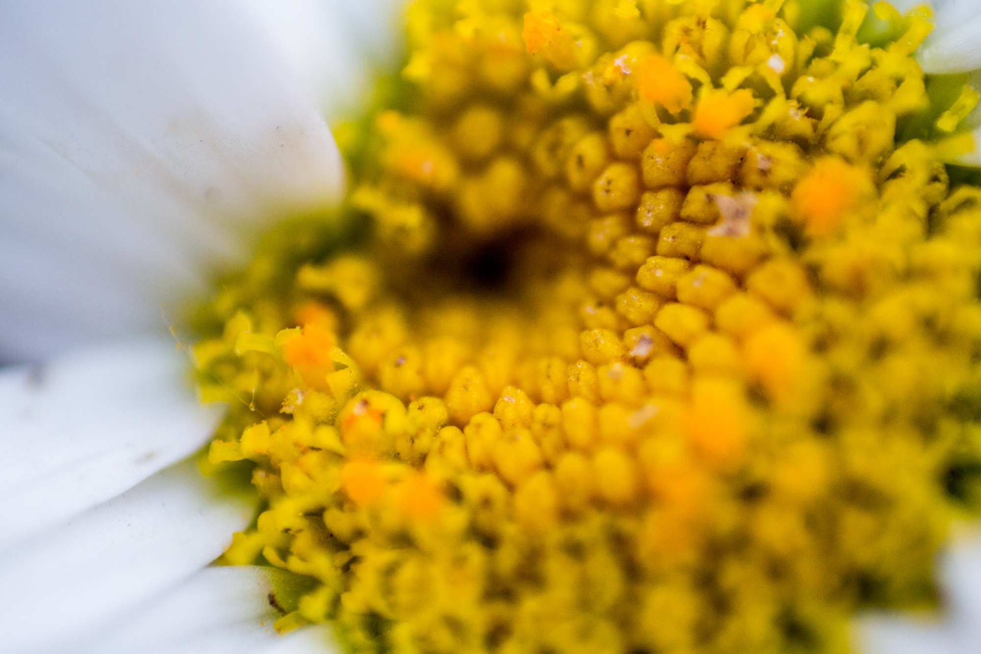 Fotos macro con cualquier lente…